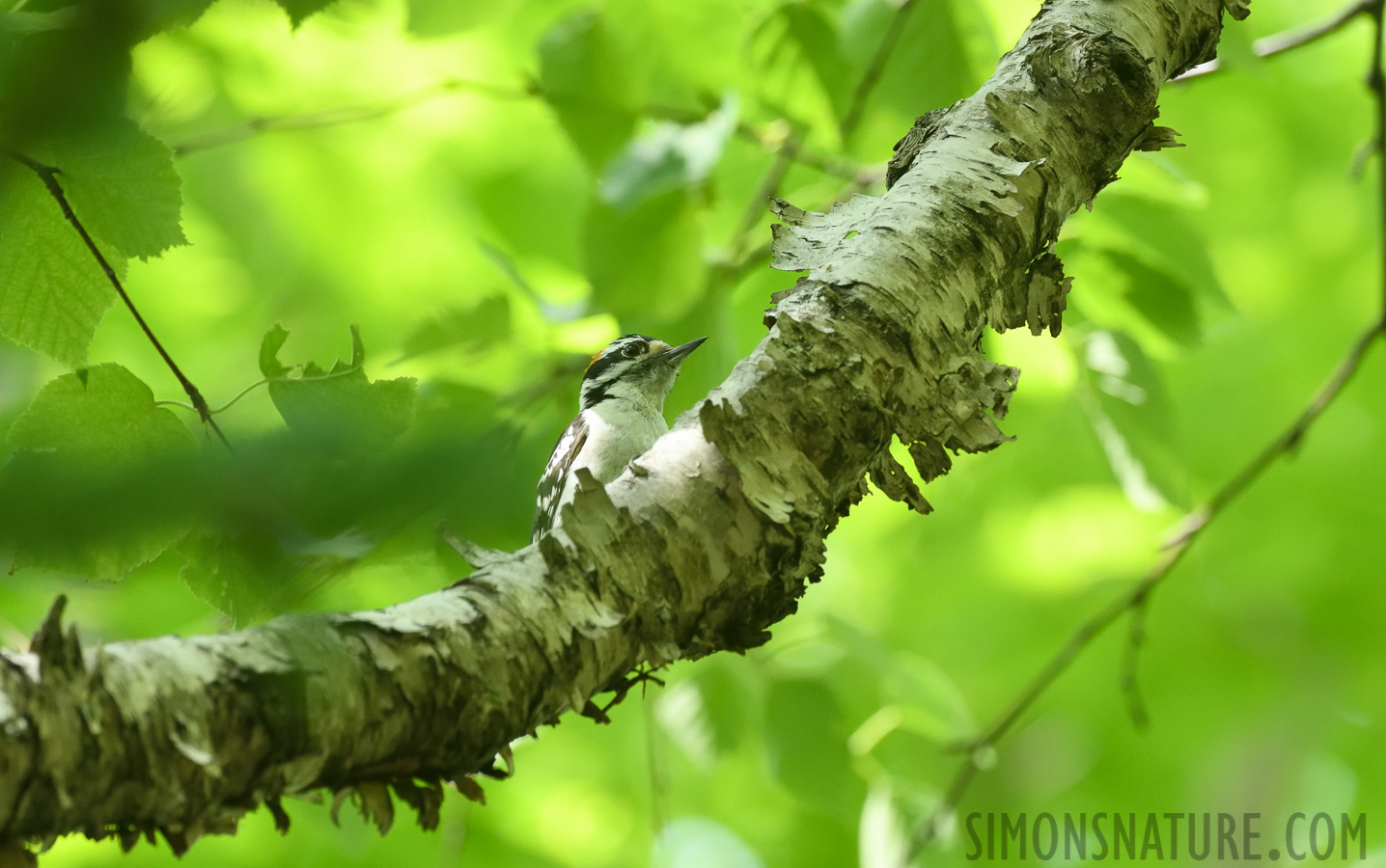 Picoides pubescens medianus [400 mm, 1/400 Sek. bei f / 7.1, ISO 2000]